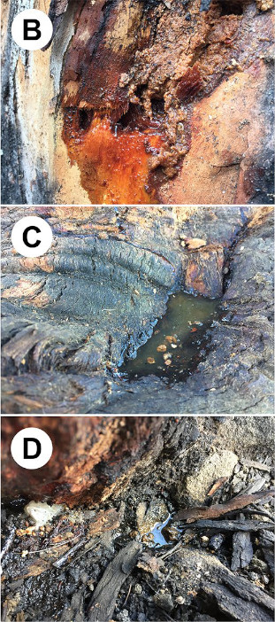 (B). La sève s'écoule par des trous naturels dans le tronc (C) et s'accumule sur les racines de l'arbre (D) ou sur le sol (D). (Varela & al. 2020)